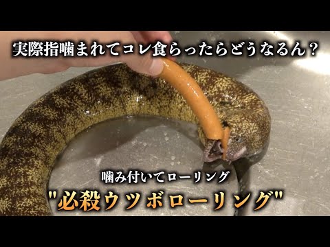 ウツボローリングで噛まれた指はどう散っていくのかわかる動画 ブログを開始するには 21 年